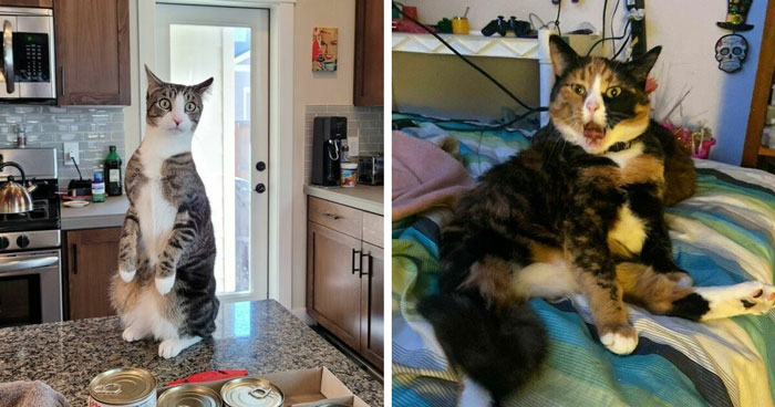 The 34 Silliest Cats Who Totally Forgot How To Cat