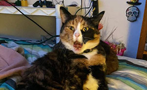 The 34 Silliest Cats Who Totally Forgot How To Cat