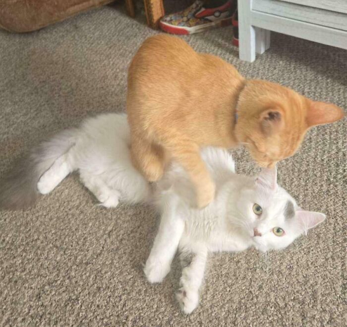 If It Fits, It Definitely Sits