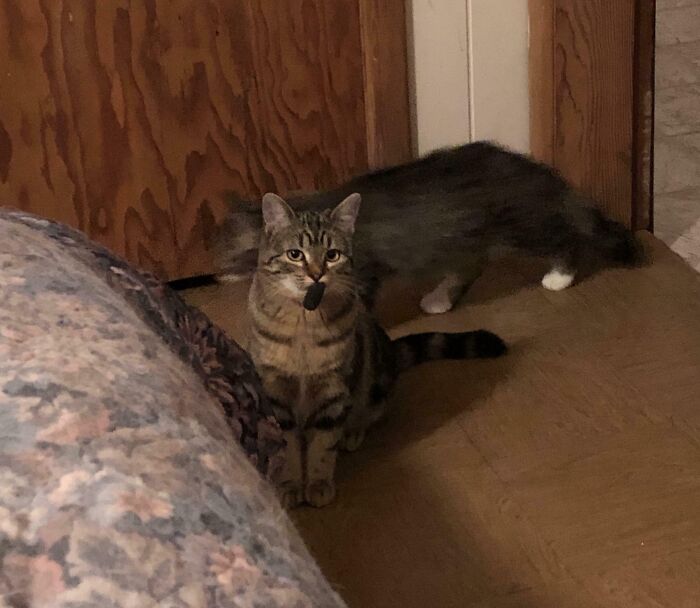 Double Trouble Derpy Cats