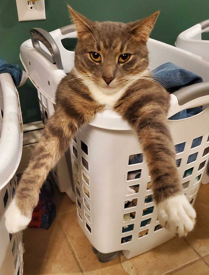 Say Hi To Mr. Snuggles, The Derp King