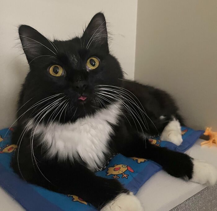 One Very Derpy Tuxedo Boy