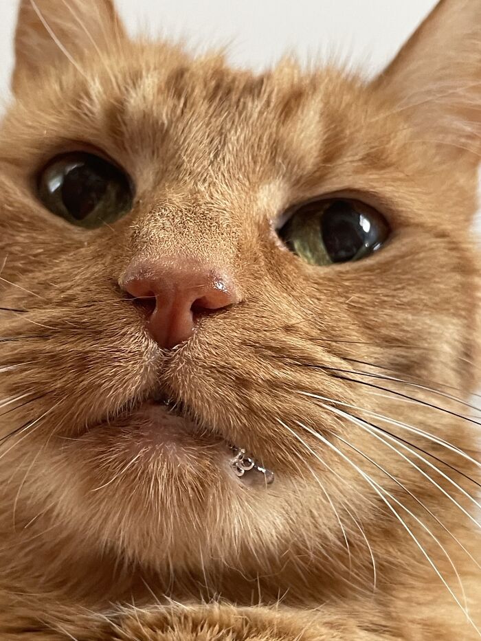 Pumpkin’s Chest Seat Of Derp