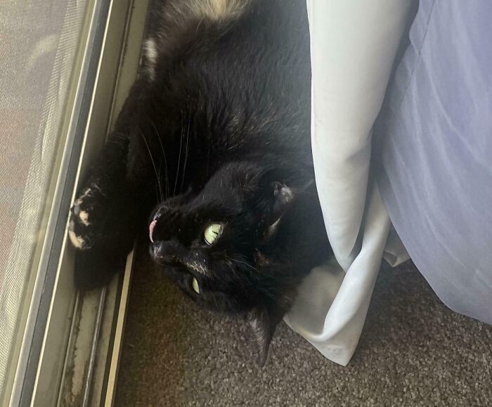 Welcome to the Derpy Gala