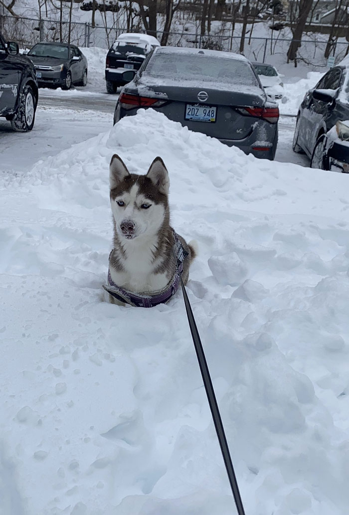 When Your Dog’s Just Living That Snow Life