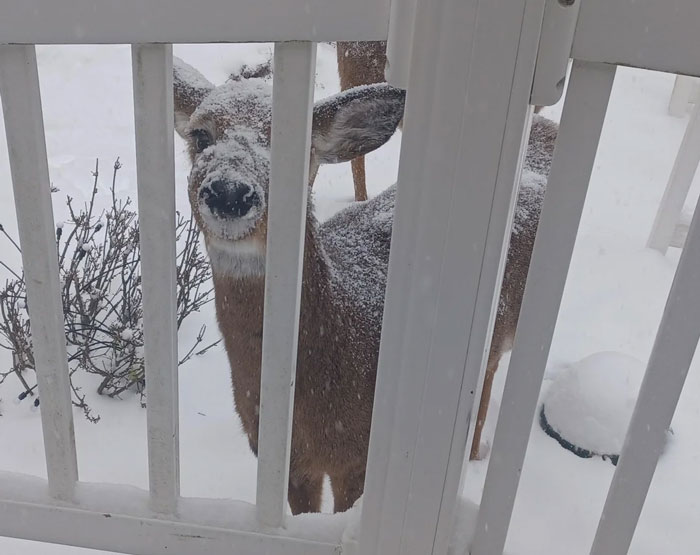 Look Who Stopped By The Backyard Today!