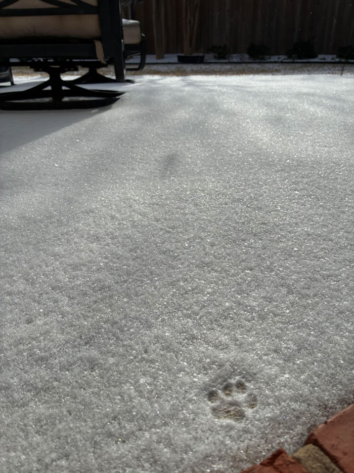 Wanted Out All Day, Took One Step Outside, And Said ‘Nope’