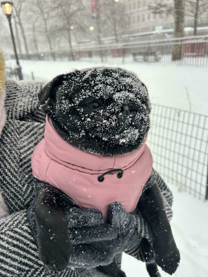 She Bulldozes Snow With Her Face Like A Boss