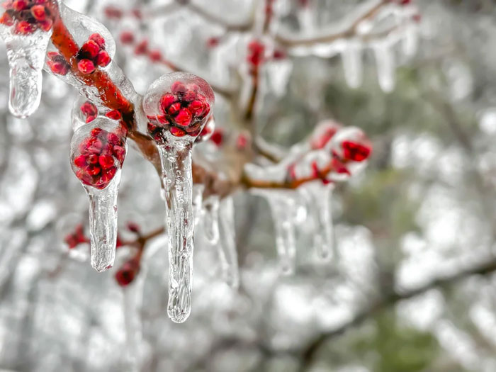 Frozen Buds: Nature’s Ice Sculptures
