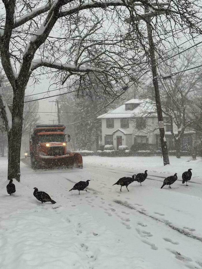 Iced Up Protesters On The Loose