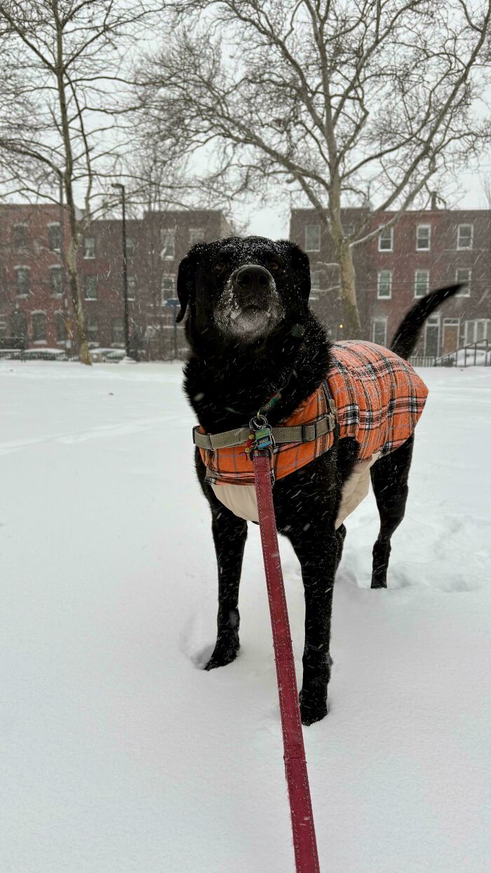 Morning Snow Fun With Ham The Dog