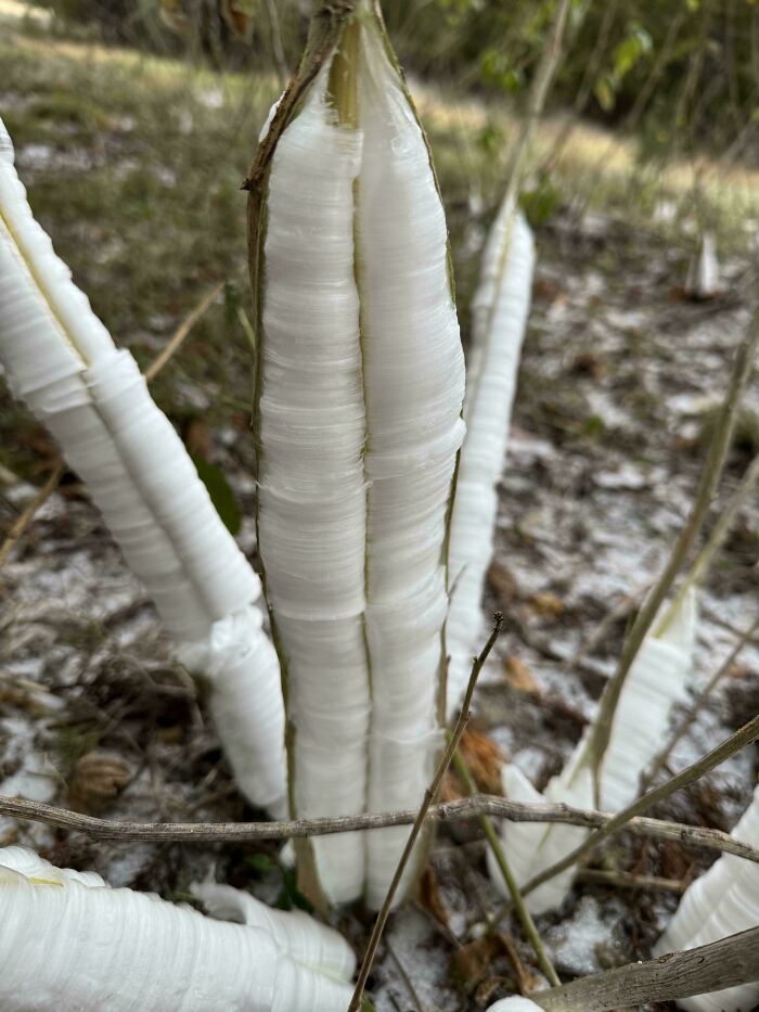 Plants That Couldn't Handle The Texas Freeze - Oops!