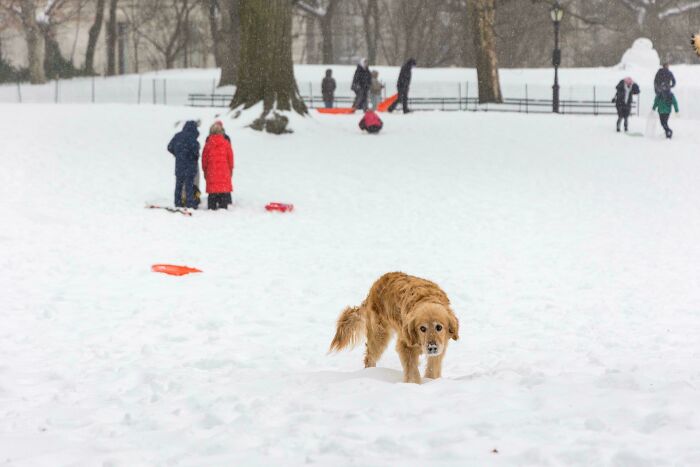 NYC Snow Storm 2026 - A Winter Classic
