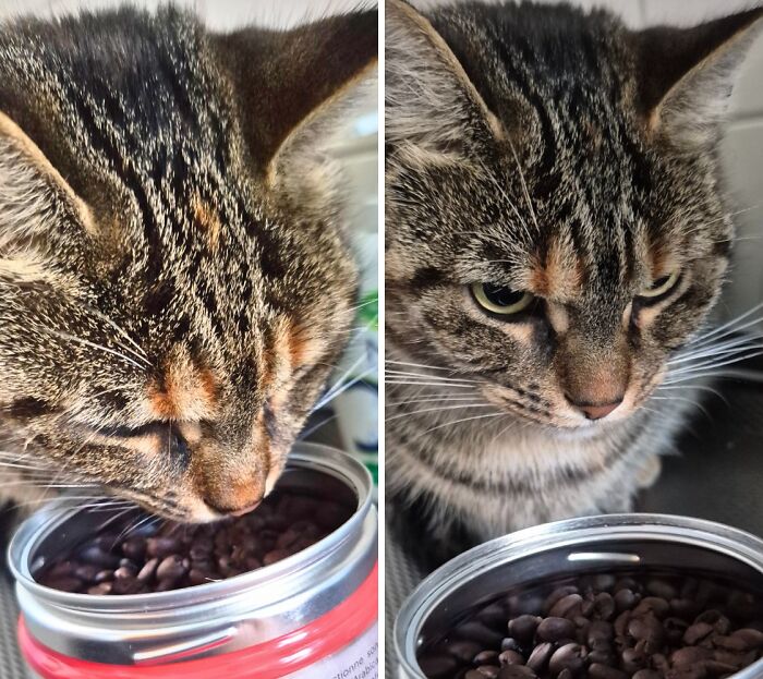 My Cat’s Face When I Opened Coffee Beans Instead Of Food