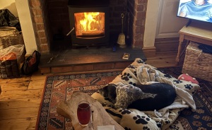 Show Us Your Ultimate Cozy Winter Pet Moments!