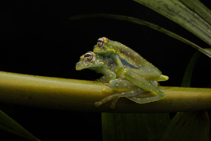 Glass Embrace - 'Inside The Macro World' By Eduardo Salvador