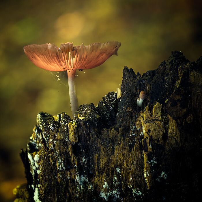 Mushroom – Number 05 - 'I’m A Fun Guy' By Michael Ritzie