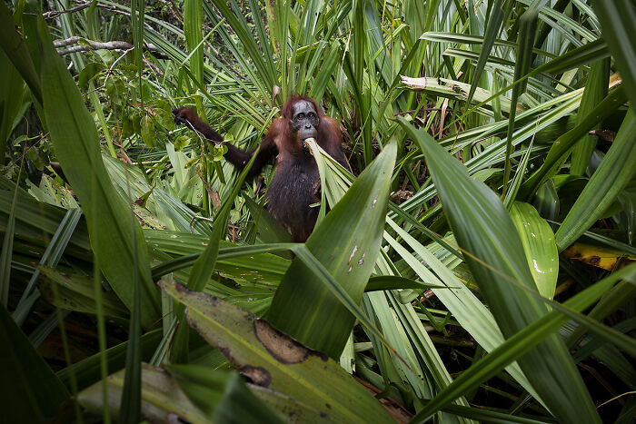 Picnic - 'The Vulnerable Temple Of The Orange Spirit' By Benoit Rondelet