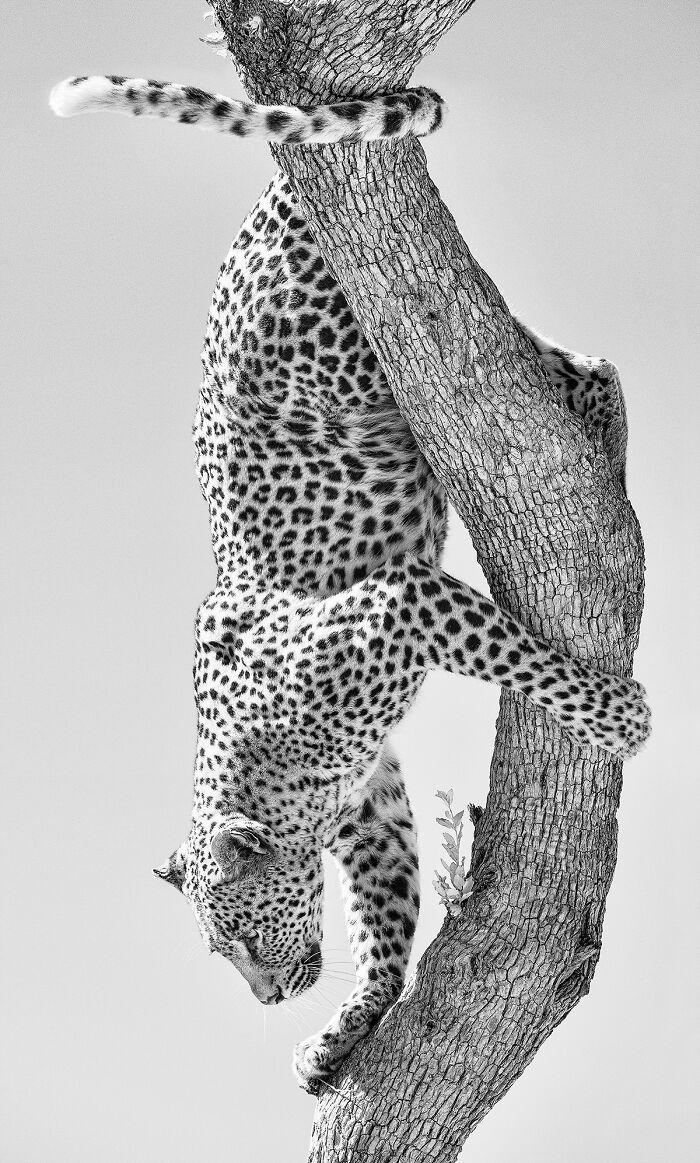 Leopard Descends Tree #1 - 'Africa - In A Different Light' By Graham Hobart