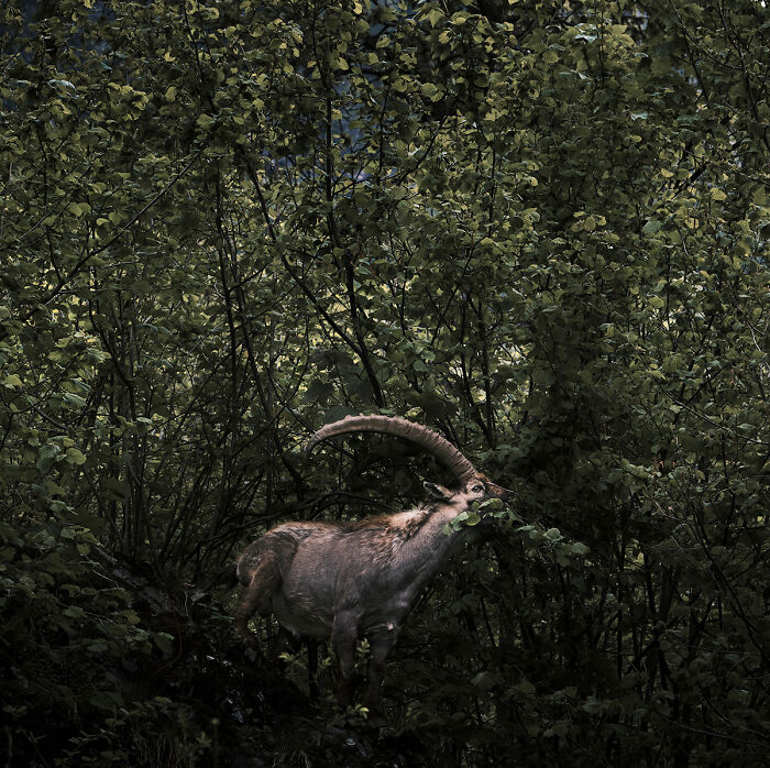 Like In A Fairy Tale - By Stefano Battistelli