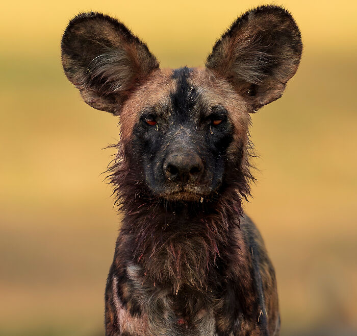Now Is Not A Good Time - 'African Wild Dog Portraits' By Turgay Uzer