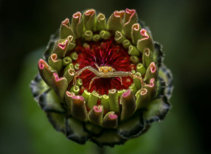 Crab Spider On Her Throne - 'The Small Stuff' By Marta Fiscus