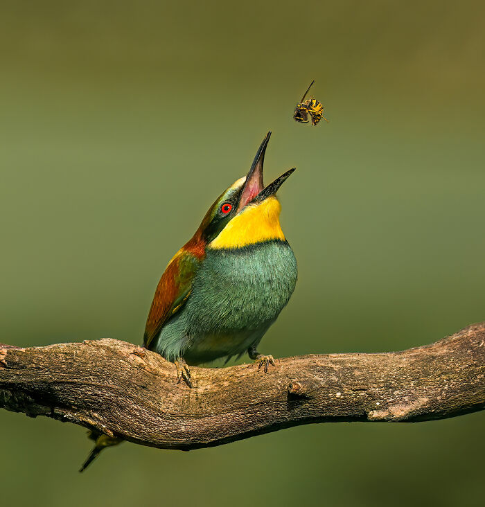Bee Eater - By Conrad Peloquin