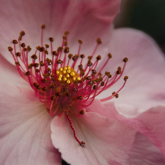 Wild Rose - 'Nature Embroidered' By Myrtie Cope