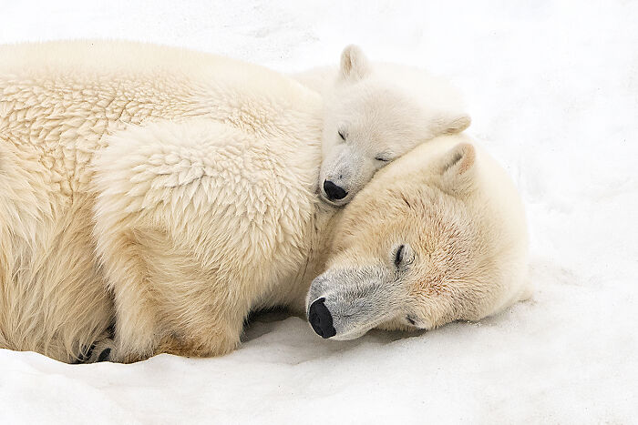 Sleeping With Mum - 'Svalbard: The White Fragile Kingdom' By Roberta Pagano