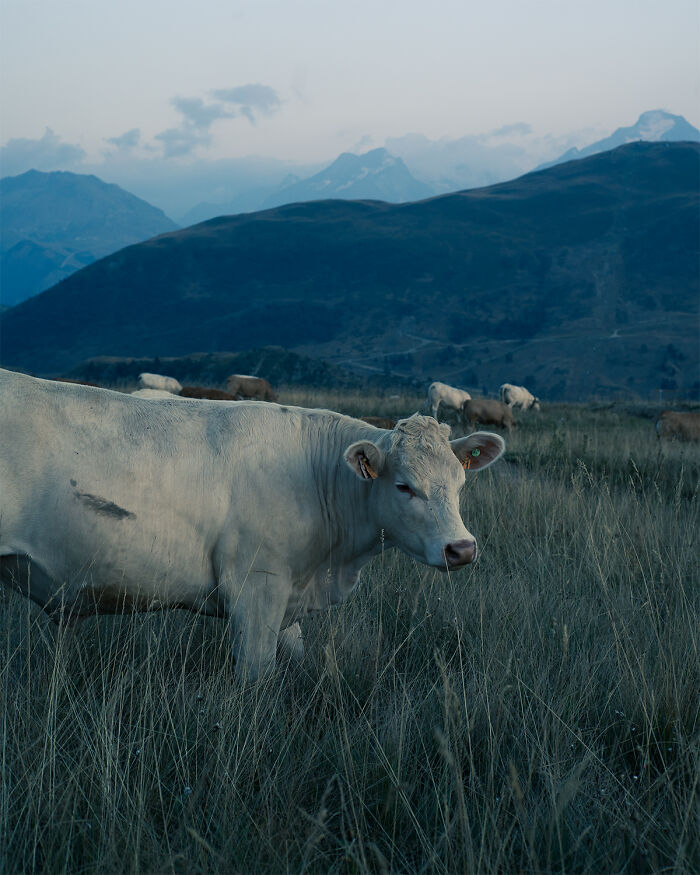 Portrait - 'Natural Self-Disconnection' By Alessandro Natalini