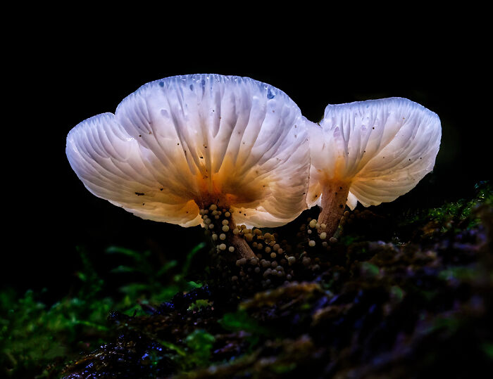 Backlit Mushroom - 'Fungus Among Us' By Don Jacobson