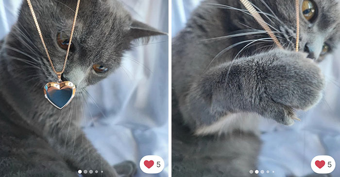 Cats Crashing Vinted Listings Like Total Pros