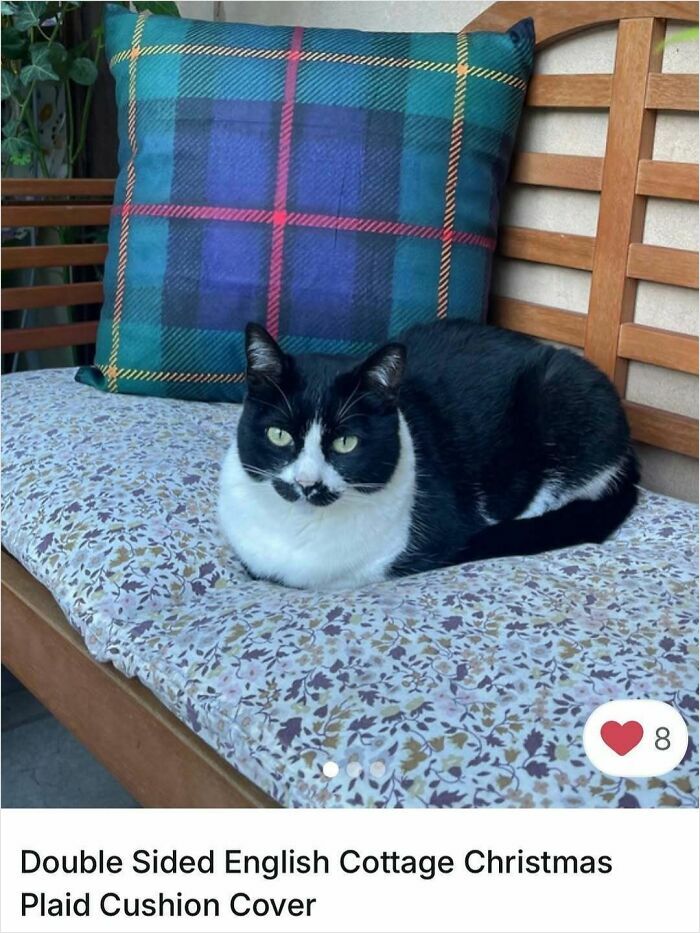 Cats Crashing Vinted Listings Like Total Pros