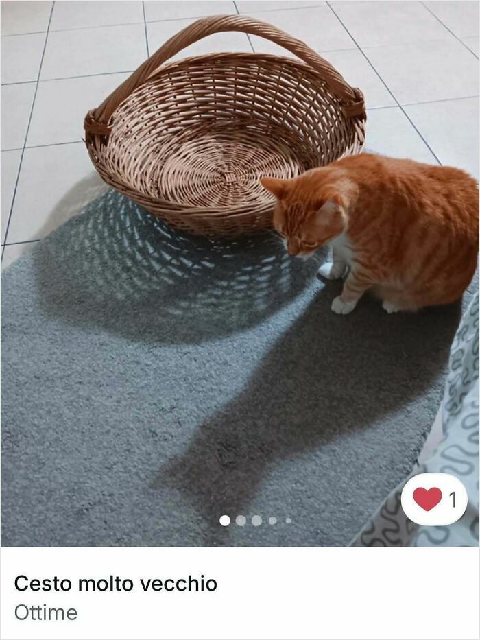Cats Crashing Vinted Listings Like Total Pros