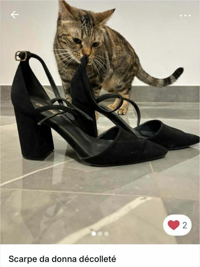 Cats Crashing Vinted Listings Like Total Pros