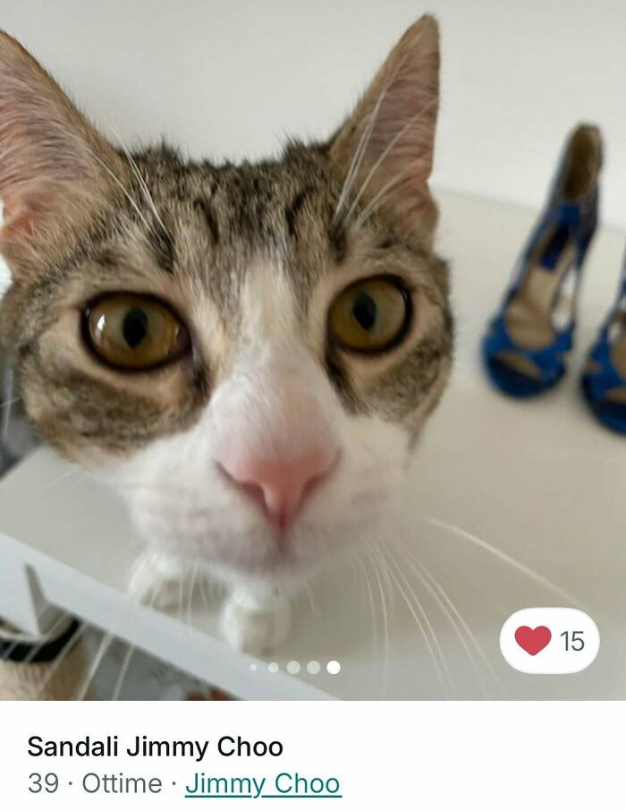 Cats Crashing Vinted Listings Like Total Pros