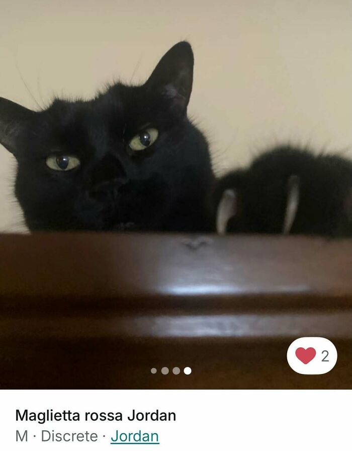Cats Crashing Vinted Listings Like Total Pros