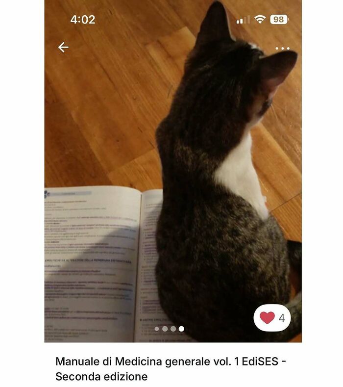 Cats Crashing Vinted Listings Like Total Pros