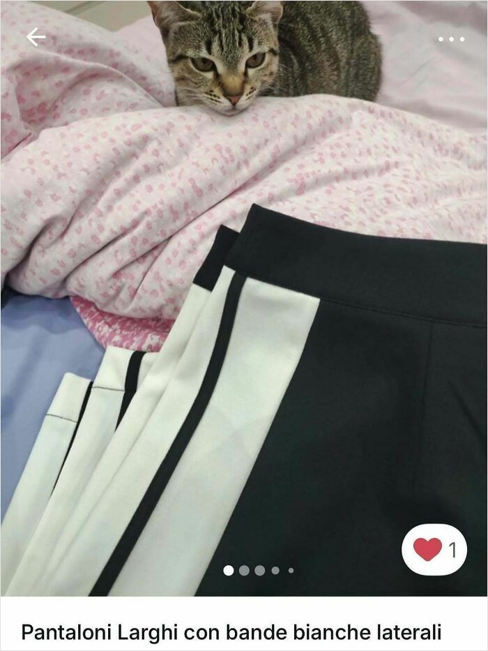 Cats Crashing Vinted Listings Like Total Pros