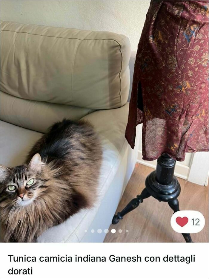 Cats Crashing Vinted Listings Like Total Pros