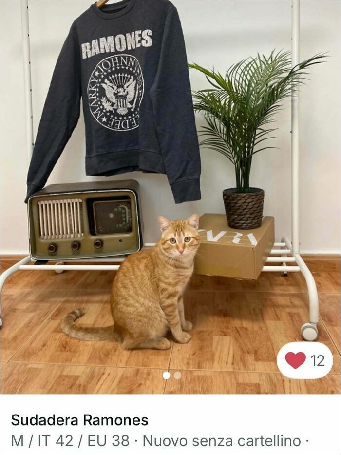 Cats Crashing Vinted Listings Like Total Pros
