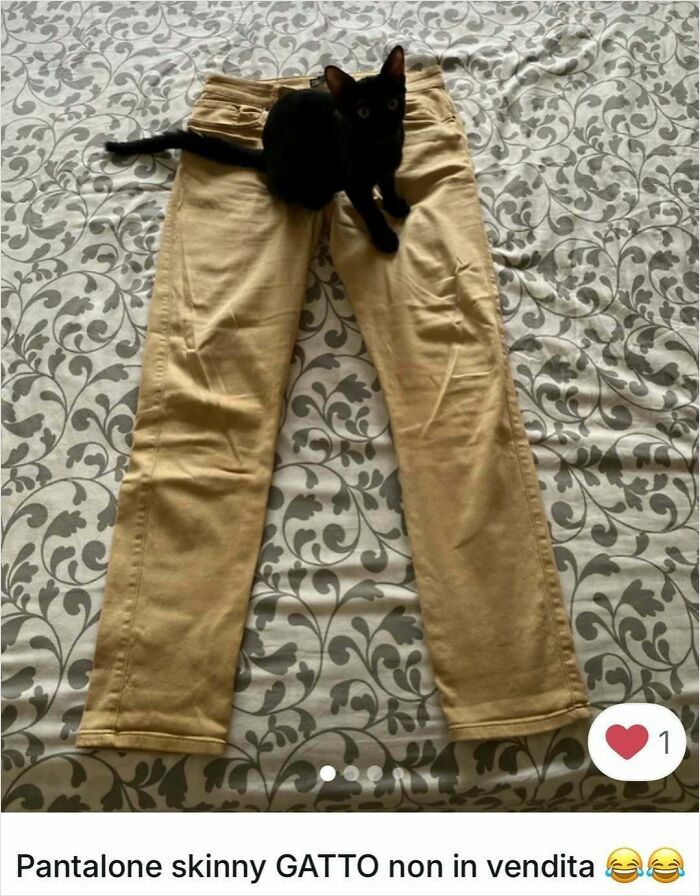 Cats Crashing Vinted Listings Like Total Pros