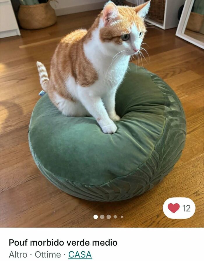 Cats Crashing Vinted Listings Like Total Pros
