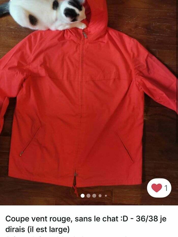 Cats Crashing Vinted Listings Like Total Pros