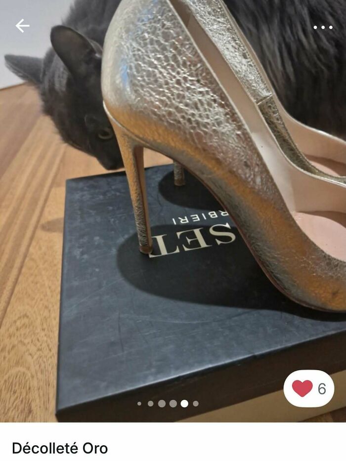 Cats Crashing Vinted Listings Like Total Pros