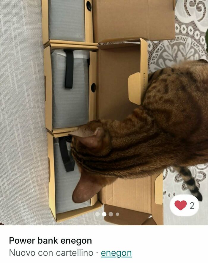 Cats Crashing Vinted Listings Like Total Pros