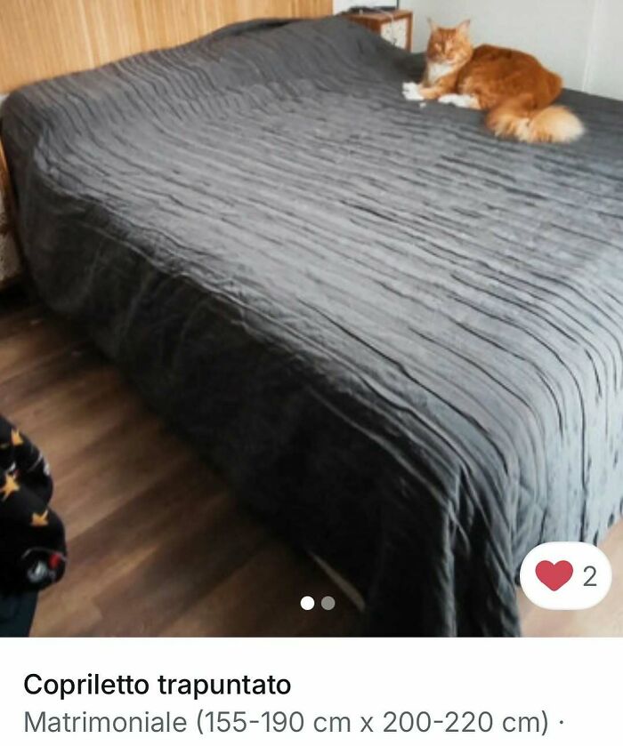 Cats Crashing Vinted Listings Like Total Pros