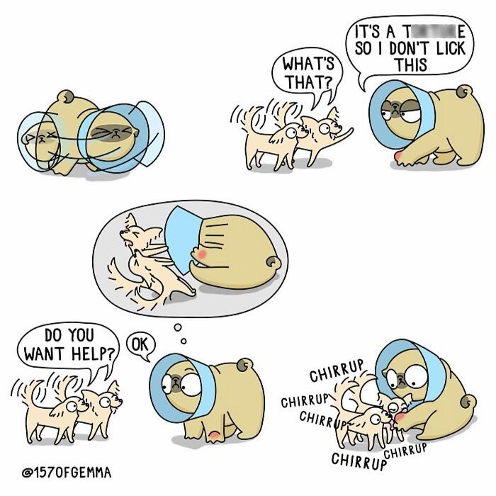 Mochi The Pug: Master of Chaos and Cuteness in 24 Comics