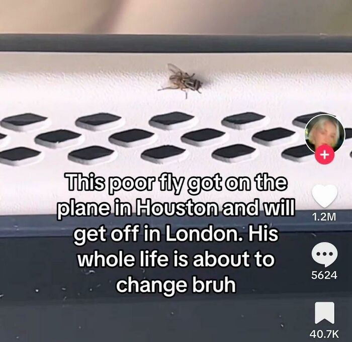 At Least He Won't Need A Fly Translator When The New Fly Shows Up