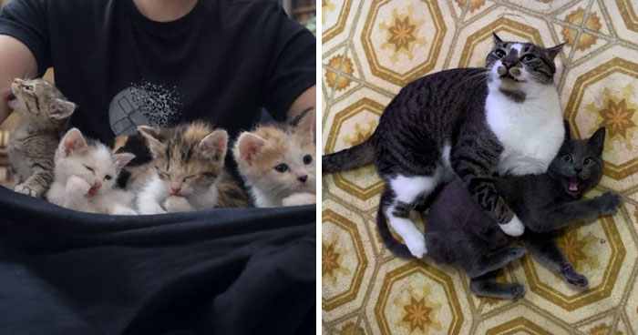 74 Adorable New Pets Who Just Hit The Jackpot With Their Forever Homes (January Edition)